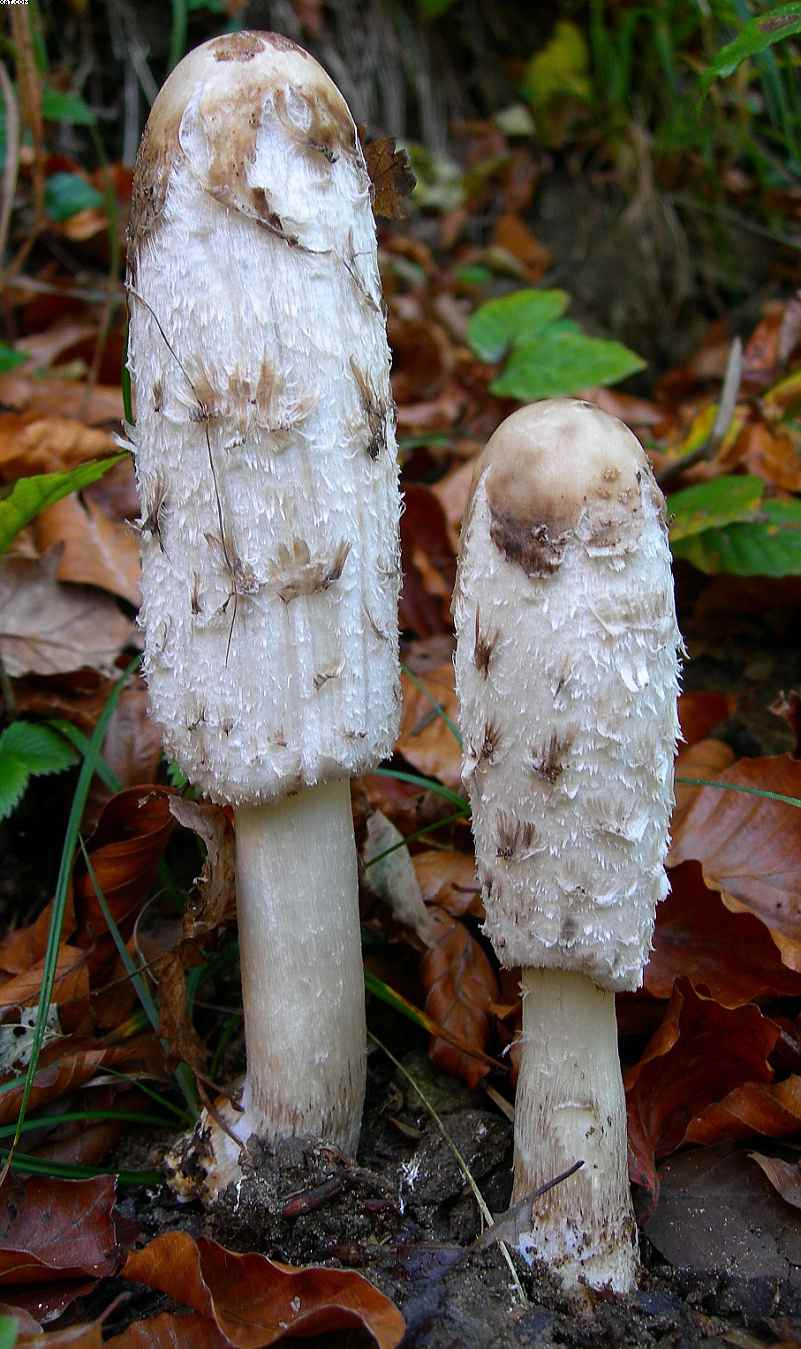 Oltingue  ( FRA )     29. 10. 2005
